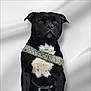 dog, black_dog, pet, animal, portrait, harness, white_chest, sitting, studio_background, close_up, canine, domestic_animal, mammal, looking_forward, ears, snout, fur, alert, well_groomed, indoor