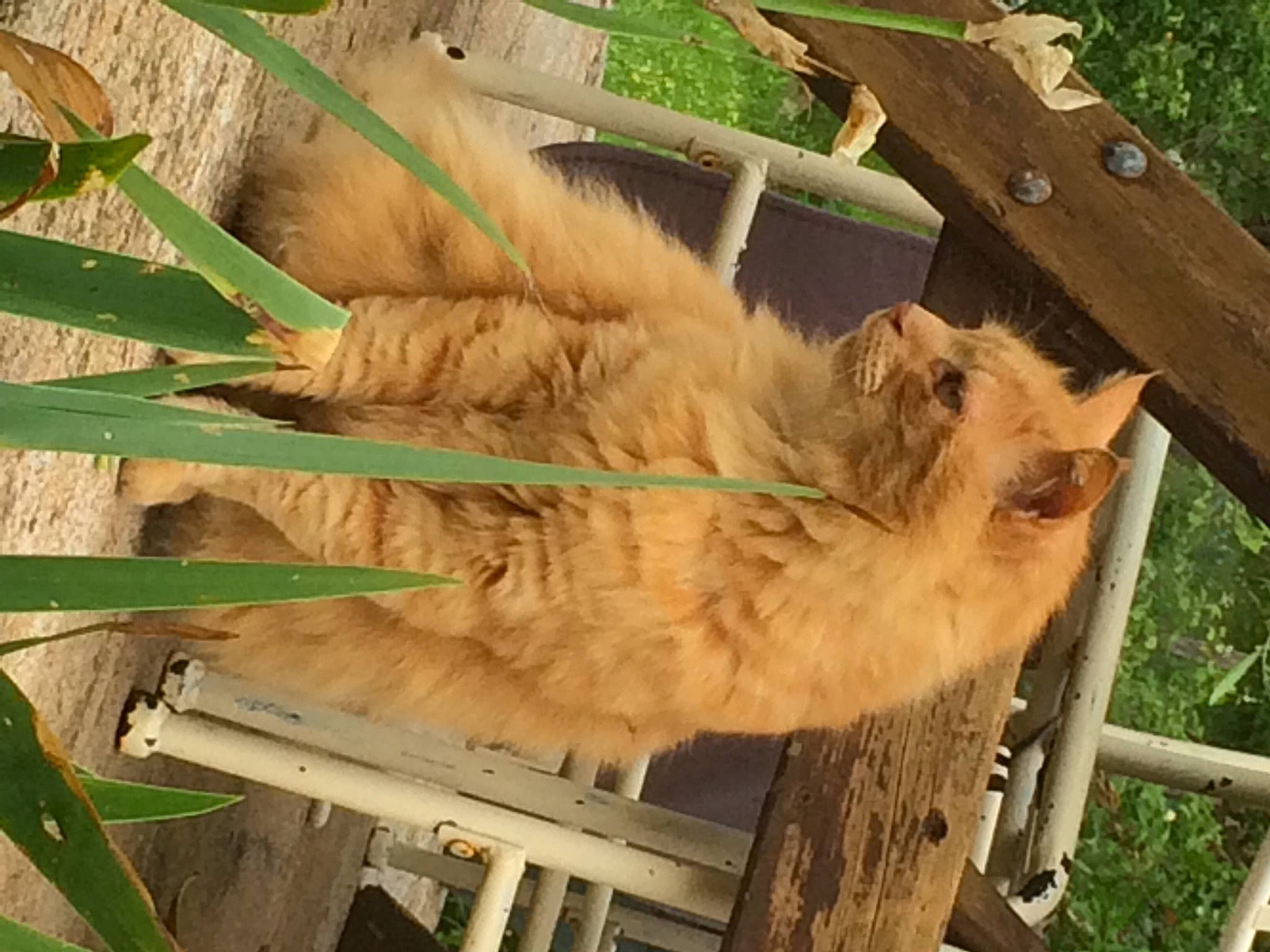 Calypso participe au concours pour gagner de l'argent avec cette photo : carnivore, cat, domestic_short_haired_cat, fawn, felidae, fur, grass, hardwood, paw, plant, small_to_medium_sized_cats, snout, tail, terrestrial_animal, tree, trunk, whiskers, wildlife, wood, zoo