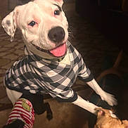 Ghost joined the competition — help win amazing prizes! animal, black_dog, carpet, checkered, clothing, cute, dog, dogs, domestic, floor, happy, house, indoor, paw, pet, playful, shirt, smiling, tan_dog, white_dog