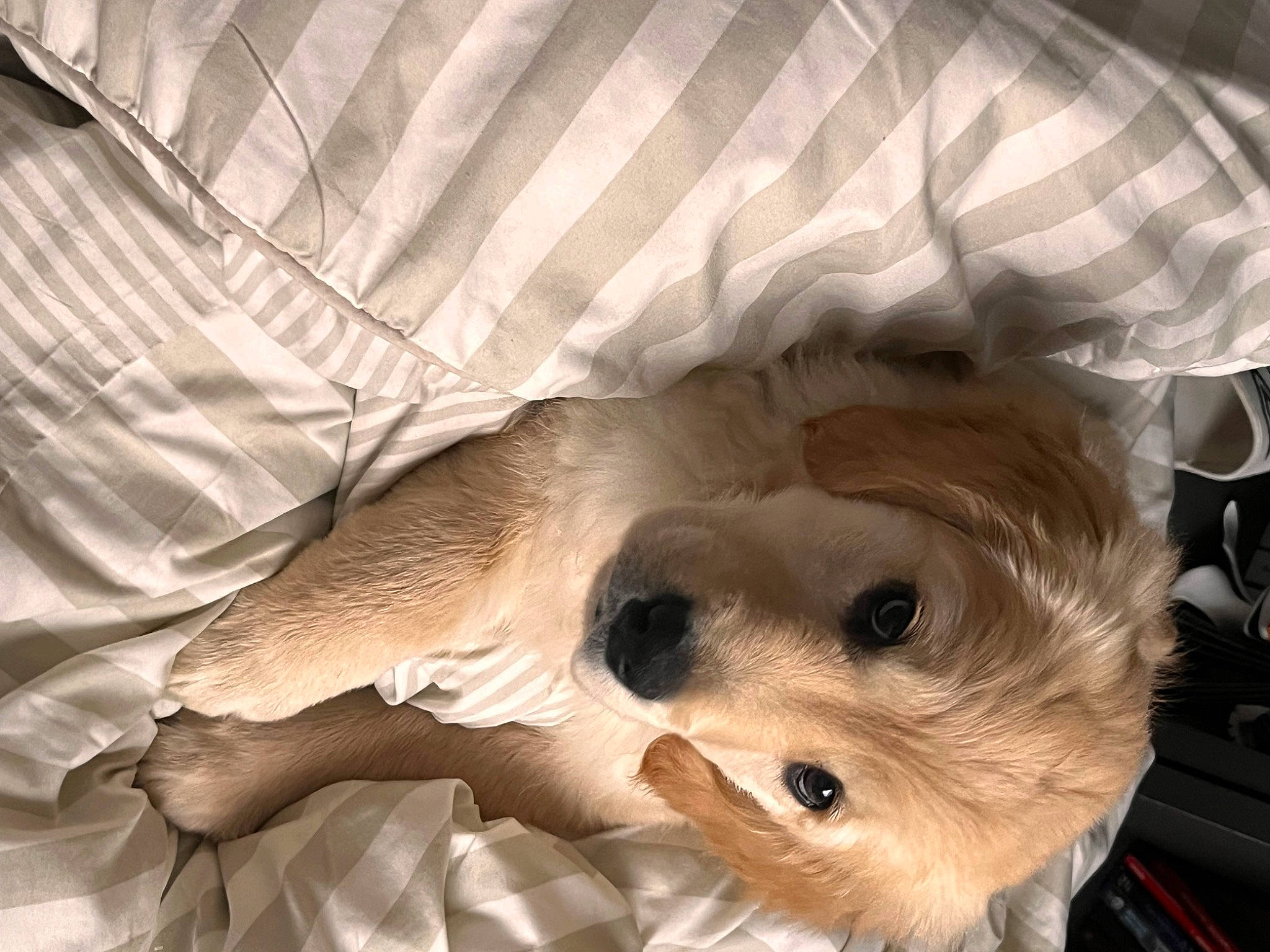 Nellie participe au concours pour gagner de l'argent avec cette photo : bedding, canidae, carnivore, clock, comfort, companion_dog, couch, dog, dog_breed, dog_clothes, dog_supply, fawn, fur, linens, small_terrier, snout, sporting_group, toy_dog, whiskers, working_animal