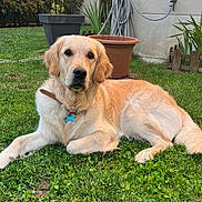 Nellie a rejoint le concours — aidez-le/la à gagner de superbes lots ! dog, golden_retriever, grass, backyard, garden, plant_pot, hose, sunlight, outdoor, pet, animal, leisure, collar, tag, relaxing, fur, greenery, house, daylight, nature