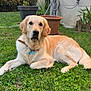 dog, golden_retriever, grass, backyard, garden, plant_pot, hose, sunlight, outdoor, pet, animal, leisure, collar, tag, relaxing, fur, greenery, house, daylight, nature