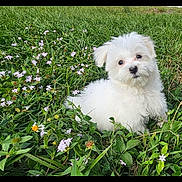 Ellie is registered to the contest to win money with this photo: puppy, dog, white_dog, fluffy, grass, wildflowers, greenery, outdoor, cute, pet, nature, field, small_dog, adorable, head_tilt, young_dog, animal, fur, spring, daylight