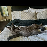 Bruce joined the competition — help win amazing prizes! cat, gray_cat, bed, pillow, blanket, indoor, furniture, relaxed, pet, animal, sleepy, cozy, resting, fur, whiskers, headboard, nightstand, window, domestic, home