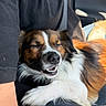 Reef is registered to the contest to win money with this photo: dog, pet, sleeping, happy, smiling, fur, lap, person, arm, black_shirt, seatbelt, car_interior, sunlight, closeup, animal, relaxed, cozy, cute, tongue, resting