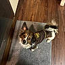 Reef is registered to the contest to win money with this photo: dog, small_dog, pet, brown_jacket, curious, looking_up, indoor, wooden_floor, gray_mat, fur, tail, ears, animal, companion, cute, friendly, domestic, flooring, clothing, standing
