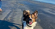Reef joined the competition — help win amazing prizes! dog, beach, sand, ocean, sky, person, sunlight, outdoor, happy, animal, water, coast, footwear, collar, shoreline, daytime, nature, playful, canine, summer