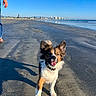 dog, beach, sand, ocean, sky, person, sunlight, outdoor, happy, animal, water, coast, footwear, collar, shoreline, daytime, nature, playful, canine, summer