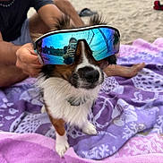Reef is registered to the contest to win money with this photo: dog, sunglasses, beach, towel, person, smile, reflection, sand, outdoor, summer, pet, closeup, animal, casual, fun, vacation, relaxation, portrait, colorful, happy