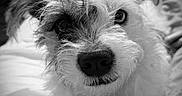 Lulu joined the competition — help win amazing prizes! animal, bed, black_and_white, blanket, close_up, cozy, curious, cute, dog, expression, eyes, fur, indoor, nose, pet, portrait, scruffy, soft_light, texture, whiskers