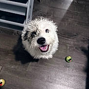 Lulu is registered to the contest to win money with this photo: adorable, animal, canine, cheerful, companion, cute, dog, domestic, floor, fluffy, grey, happy, indoor, looking_up, pet, playful, smiling, toy, white, wooden_floor