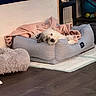 Lulu joined the competition — help win amazing prizes! animal, black_spot, blanket, comfort, cozy, cute, dog, fireplace, floor, furniture, home_interior, indoor, living_room, modern, pet_bed, relaxed, resting, soft_texture, white_dog, wood_floor