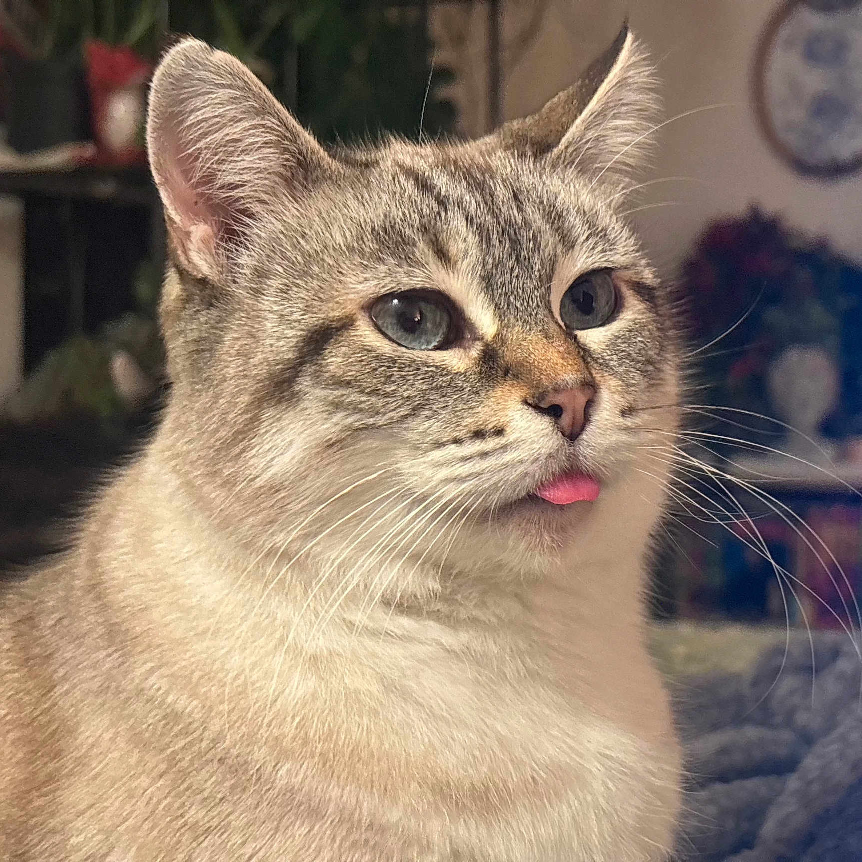 Pearl is registered to the contest to win money with this photo: cat, fluffy, blue_eyes, tongue_out, close_up, indoor, curious, whiskers, ears, feline, pet, domestic_animal, soft_fur, cute, animal_portrait, houseplant, blurred_background, cozy, tabby, muzzle