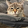 Pearl is registered to the contest to win money with this photo: cat, tabby, pet, animal, fur, whiskers, ears, face, eyes, nose, chair, furniture, gray, cozy, relaxed, indoor, closeup, resting, sleepy, cute