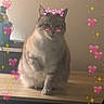 cat, indoor, table, wooden_table, cute, pet, feline, heart_filter, sparkle_filter, adorable, chubby_cat, animal, domestic_cat, fur, whiskers, front_paw, sitting, looking, playful, cozy