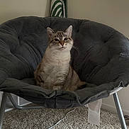Pearl is registered to the contest to win money with this photo: cat, chair, indoor, plush, gray, carpet, pet, feline, curious, toy, mouse_toy, cozy, seated, domestic, animal, fur, relaxed, looking, home, comfort