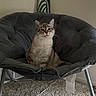 cat, chair, indoor, plush, gray, carpet, pet, feline, curious, toy, mouse_toy, cozy, seated, domestic, animal, fur, relaxed, looking, home, comfort