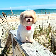 Muffin joined the competition — help win amazing prizes! dog, beach, ocean, sand, wooden_plank, flower_collar, sunny, outdoor, happy, pet, nature, grass, sky, smiling, cute, small_dog, summer, daytime, animal, water