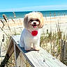 dog, beach, ocean, sand, wooden_plank, flower_collar, sunny, outdoor, happy, pet, nature, grass, sky, smiling, cute, small_dog, summer, daytime, animal, water