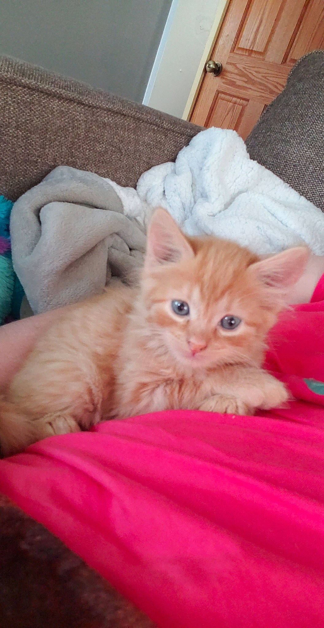 Weasley joined the competition — help win amazing prizes! bed, carnivore, cat, cat_bed, cat_supply, claw, comfort, domestic_short_haired_cat, fawn, felidae, fur, linens, nap, paw, room, small_to_medium_sized_cats, snout, tail, whiskers, wood