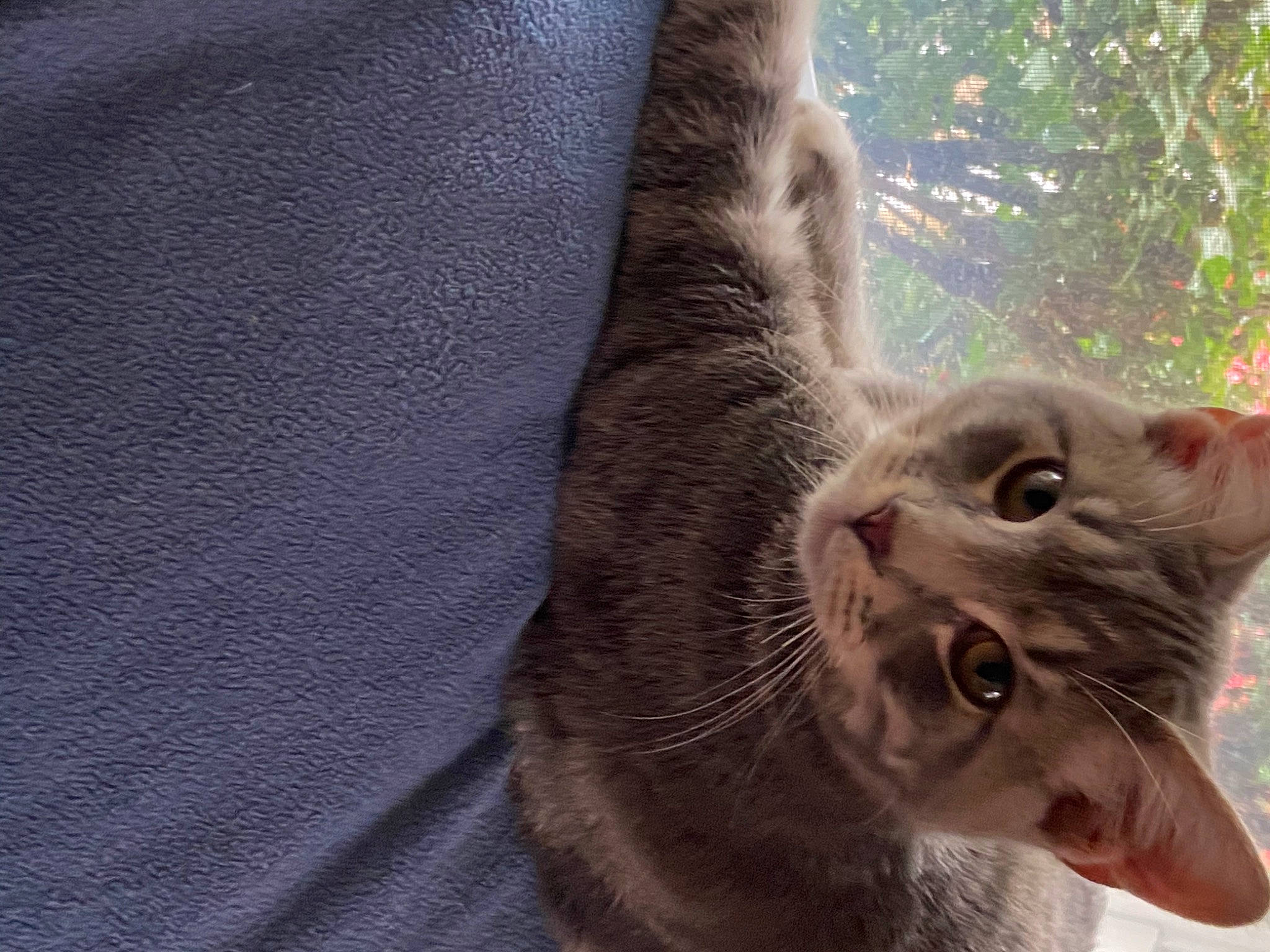 Dewey is registered to the contest to win money with this photo: carnivore, cat, claw, domestic_short_haired_cat, eye, fawn, felidae, fur, grass, grey, paw, plant, small_to_medium_sized_cats, snout, tail, terrestrial_animal, tree, whiskers, wildlife, window