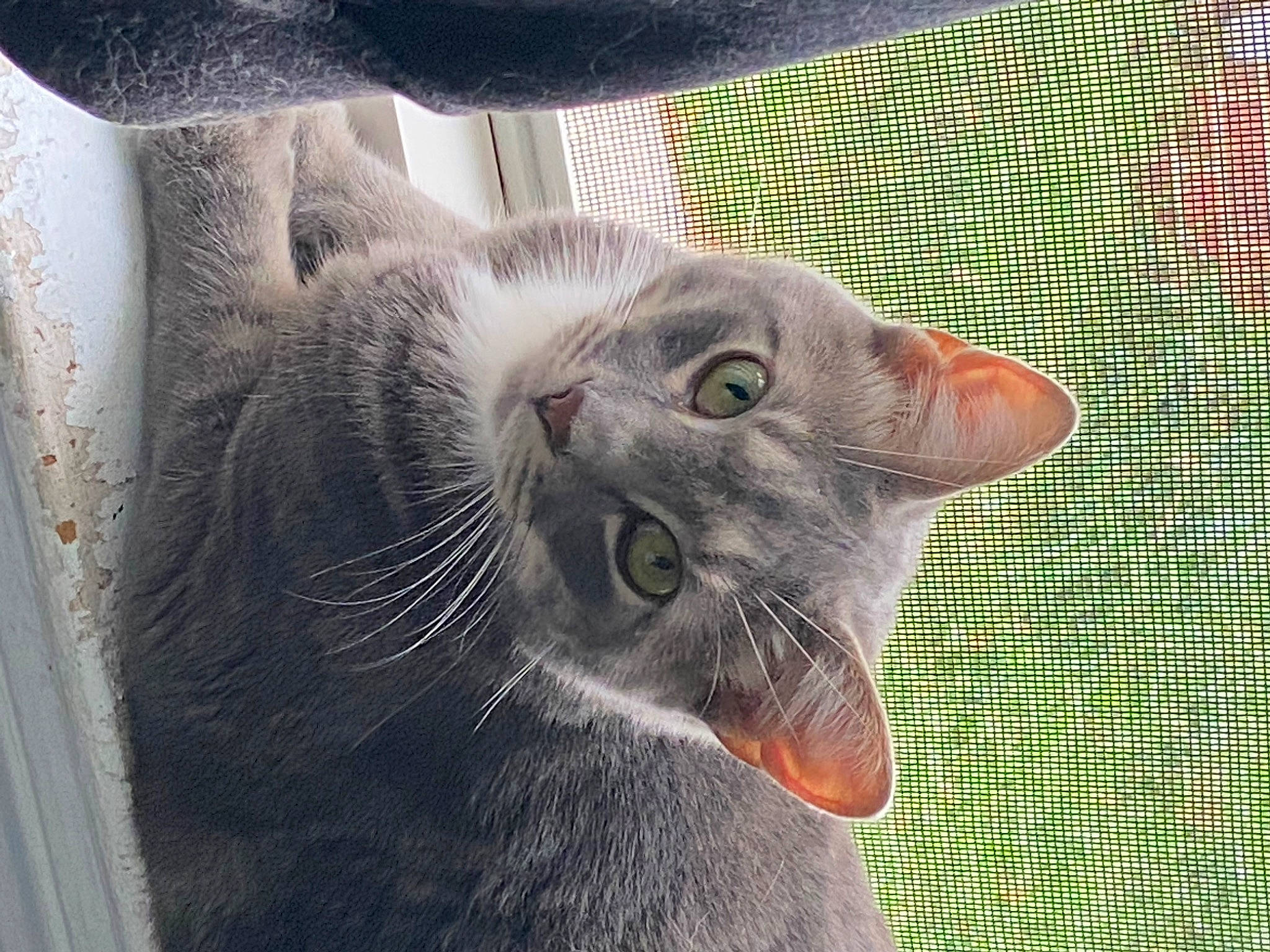 Dewey is registered to the contest to win money with this photo: carnivore, cat, domestic_short_haired_cat, ear, felidae, fur, grass, grey, paw, photo_caption, plant, russian_blue, small_to_medium_sized_cats, snout, terrestrial_animal, whiskers, wildlife, window