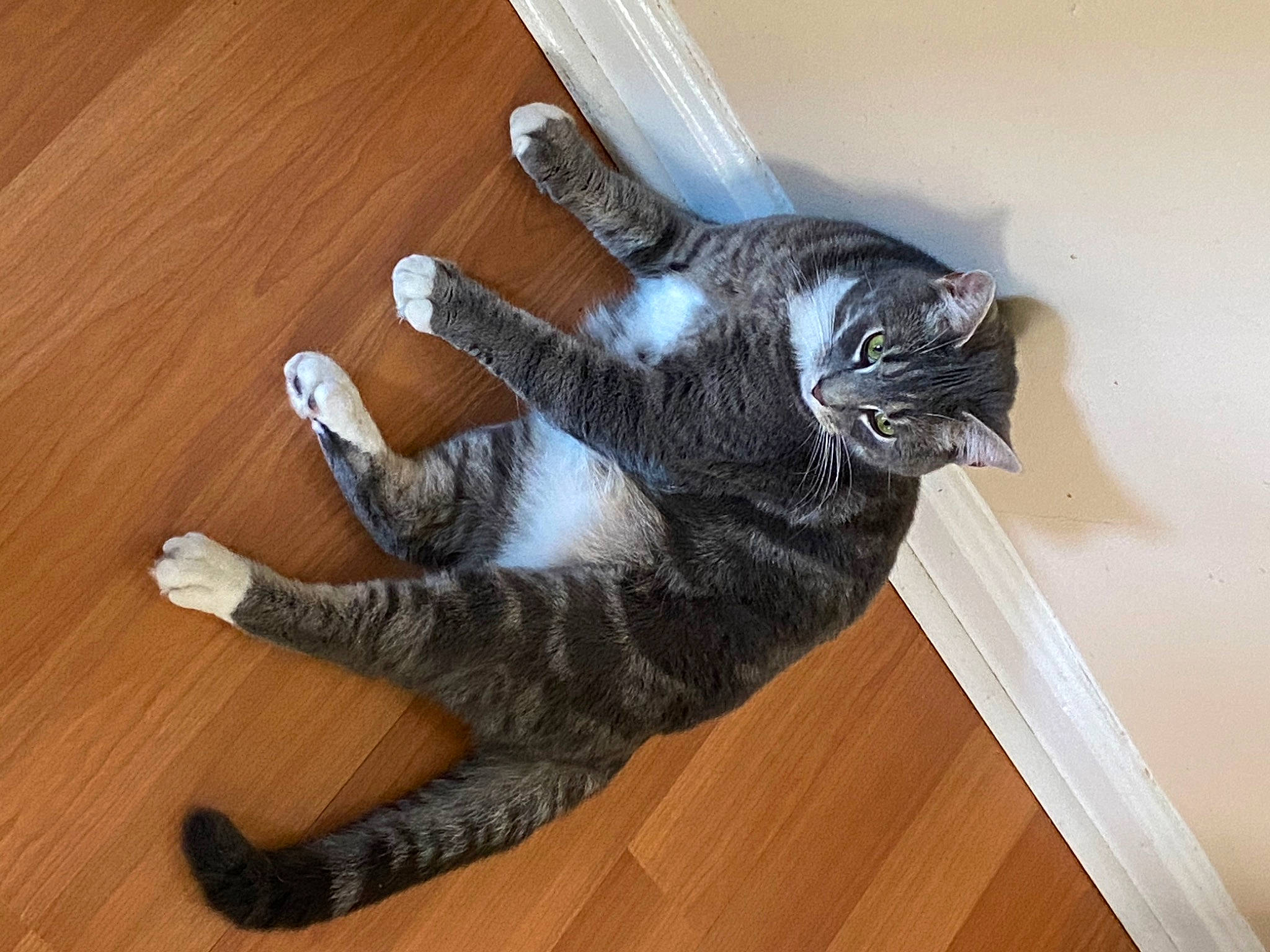 Dewey is registered to the contest to win money with this photo: carnivore, cat, comfort, domestic_short_haired_cat, felidae, floor, flooring, foot, fur, hardwood, laminate_flooring, paw, plank, small_to_medium_sized_cats, tail, varnish, whiskers, wood, wood_flooring, wood_stain