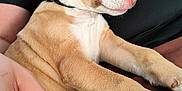 Gaïa participe au concours pour gagner de l'argent avec cette photo : puppy, dog, sleeping, pet, brown, white, fur, ear, paw, person, hand, lap, resting, indoors, closeup, cute, calm, relaxed, collar, comfort