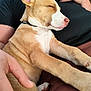 puppy, dog, sleeping, pet, brown, white, fur, ear, paw, person, hand, lap, resting, indoors, closeup, cute, calm, relaxed, collar, comfort