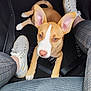 puppy, dog, pet, ears, brown, white, floor_mat, car_interior, shoes, sneakers, plaid_pants, looking_up, cute, young_dog, animal, floor, legs, indoor, collar, leash