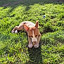 puppy, dog, grass, outdoor, sunlight, bone, chewing, pet, animal, garden, backyard, greenery, young_dog, playful, sunny, nature, canine, fence, plant, daytime