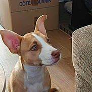 Gaïa a rejoint le concours — aidez-le/la à gagner de superbes lots ! dog, puppy, indoor, ears, brown_and_white, wooden_floor, cardboard_box, furniture, curious, pet, canine, looking_up, snout, whiskers, home, flooring, attention, domestic_animal, animal, cute