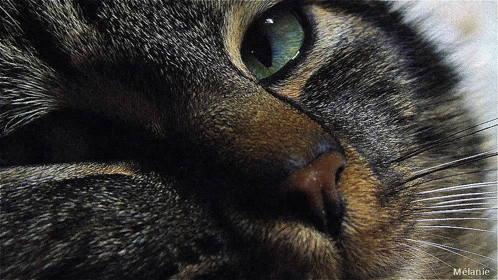René a rejoint le concours — aidez-le/la à gagner de superbes lots ! carnivore, cat, close_up, domestic_short_haired_cat, eye, felidae, fur, iris, macro_photography, nose, organ, photography, sky, small_to_medium_sized_cats, snout, tabby_cat, whiskers