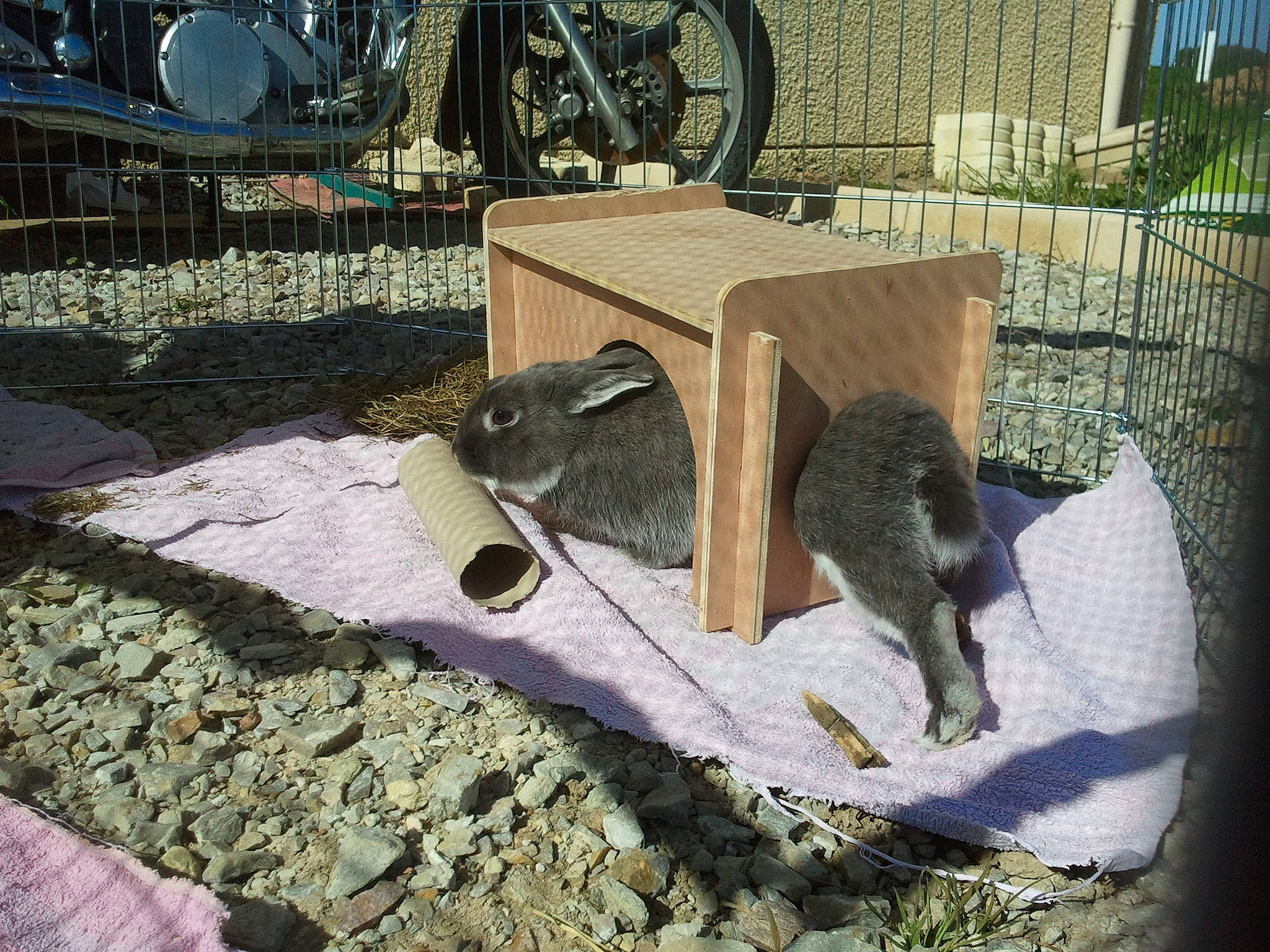 Bunny participe au concours pour gagner de l'argent avec cette photo :