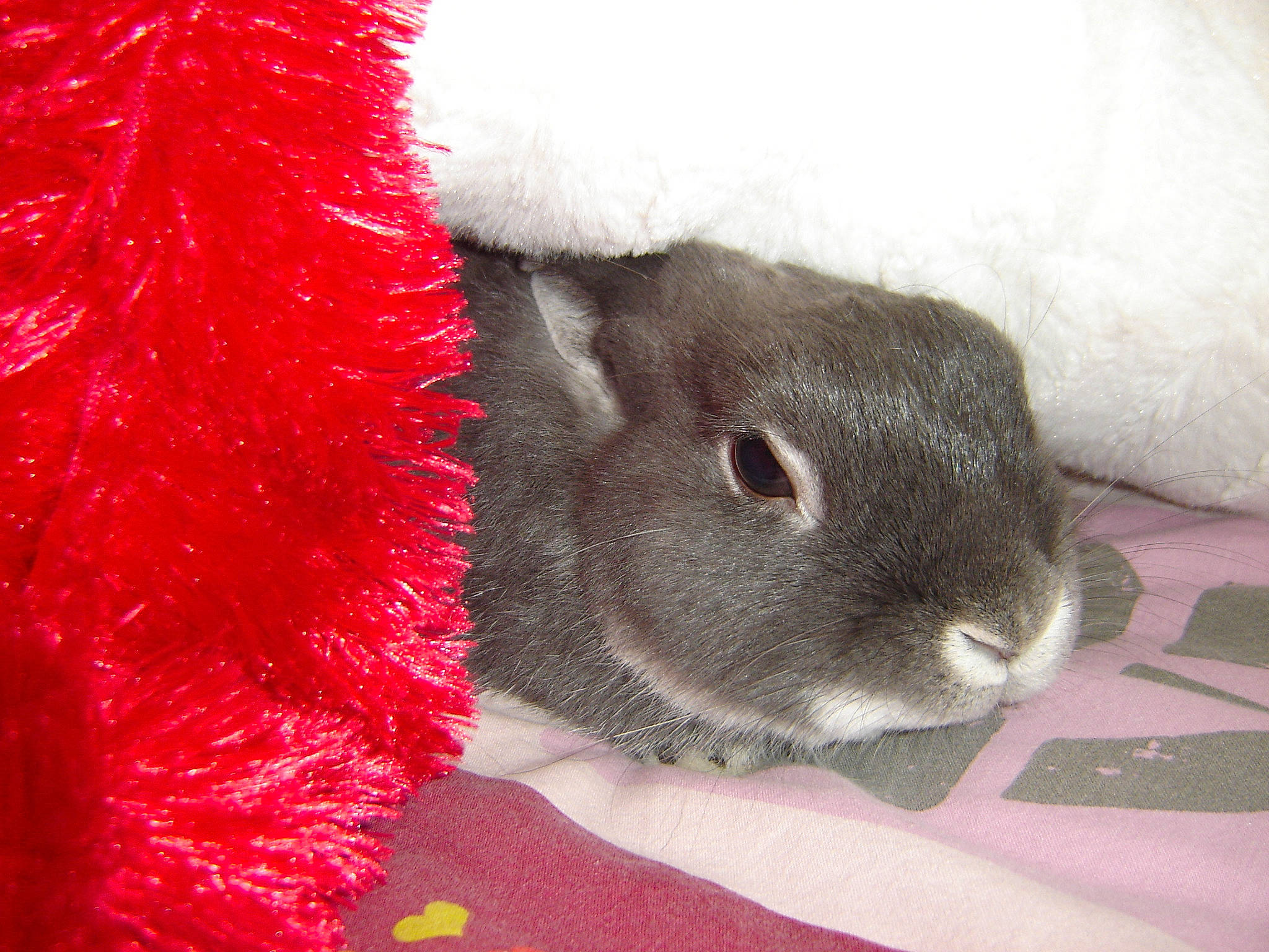 Bunny a rejoint le concours — aidez-le/la à gagner de superbes lots ! domestic_rabbit, fawn, fur, hare, rabbit, rabbits_and_hares, rodent, skin, snout, tail, whiskers, wood_rabbit