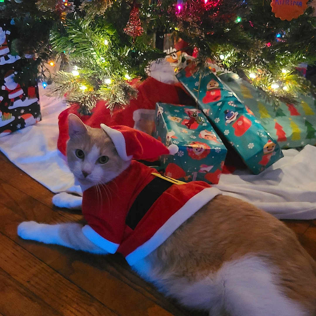 Posiedon joined the competition — help win amazing prizes! accessories, animal, canine, cat, clothing, couch, dog, face, furniture, hardwood, head, hound, lighting, person, pet, photography, plant, portrait, tree, wood
