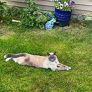 Apollo joined the competition — help win amazing prizes! cat, siamese_cat, grass, garden, flower_pot, ceramic_rabbit, plants, greenery, outdoor, nature, flowers, blue_eyes, relaxed, pet, animal, summer, daylight, lawn, feline, stretching