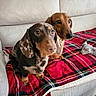 dogs, dachshunds, pets, animals, two_dogs, long_haired_dog, short_haired_dog, brown_dog, dappled_dog, floppy_ears, dog_faces, dog_eyes, couch, sofa, blanket, plaid, living_room, pet_toy, indoor, portrait