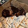 Moka participe au concours pour gagner de l'argent avec cette photo : puppy, dog, sleeping, curled_up, brown, tan, small_dog, pet, animal, bed, blanket, plush, cozy, indoors, home, resting, cute, snuggled, soft, portrait