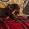 Moka a rejoint le concours — aidez-le/la à gagner de superbes lots ! puppy, dog, small_dog, brown_fur, black_fur, tan_markings, pet, animal, chew_toy, bone, lying_down, resting, blanket, plaid, bed, cushion, pillow, indoors, cozy, portrait