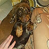 dogs, dachshunds, puppies, sleeping, cuddling, pet, animals, brown_dog, black_and_tan, long_body, short_legs, floppy_ears, indoor, bed, blanket, pajamas, pillow, cozy, belly_rub, portrait
