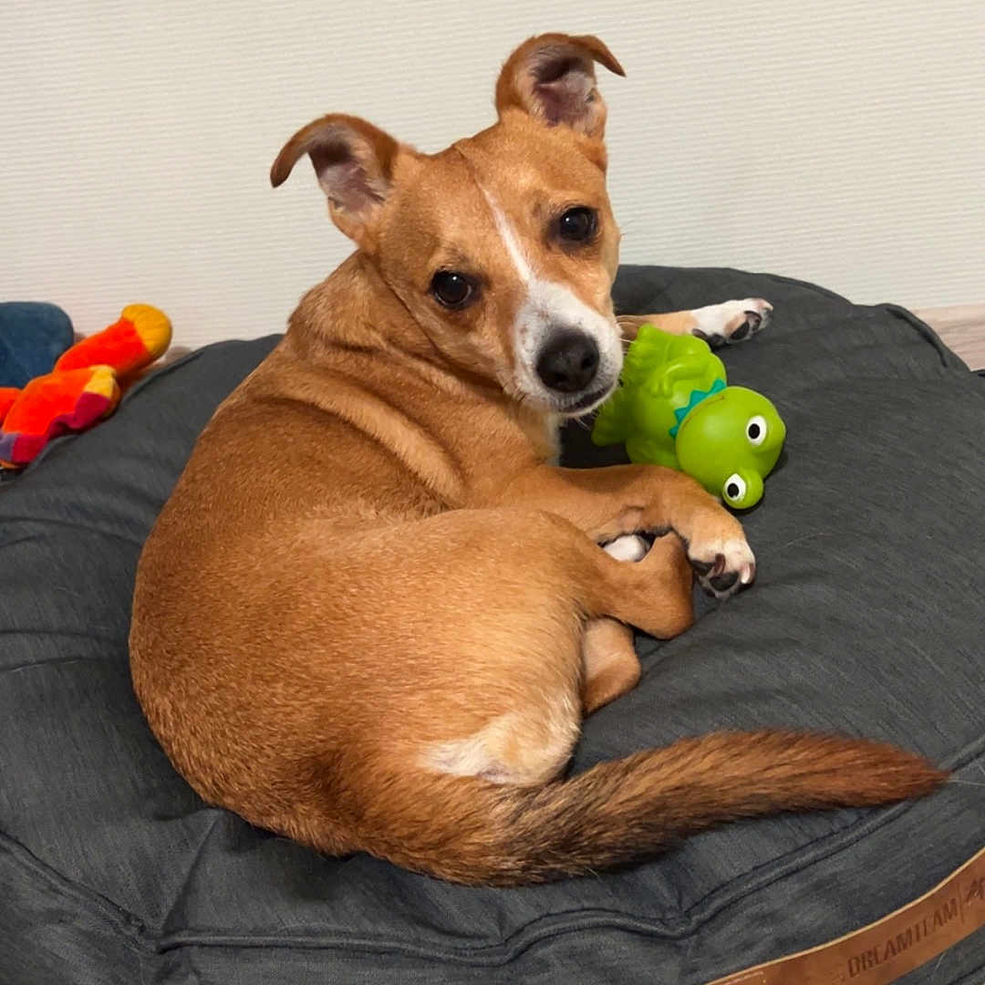 Rio participe au concours pour gagner de l'argent avec cette photo : animal, ball, boxer, bulldog, canine, chihuahua, couch, dog, dogbed, food, fruit, furniture, hound, pet, plant, produce, puppy, sport, tennis, tennisball