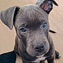 puppy, dog, blue_eyes, gray_fur, close_up, pet, animal, cute, looking_up, floor, indoor, one_ear_up, one_ear_down, young, sitting, curious, innocent, whiskers, snout, nose