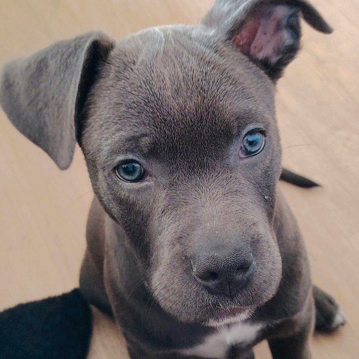 Prynce participe au concours pour gagner de l'argent avec cette photo : animal, blue_eyes, close_up, curious, cute, dog, floor, gray_fur, indoor, innocent, looking_up, nose, one_ear_down, one_ear_up, pet, puppy, sitting, snout, whiskers, young
