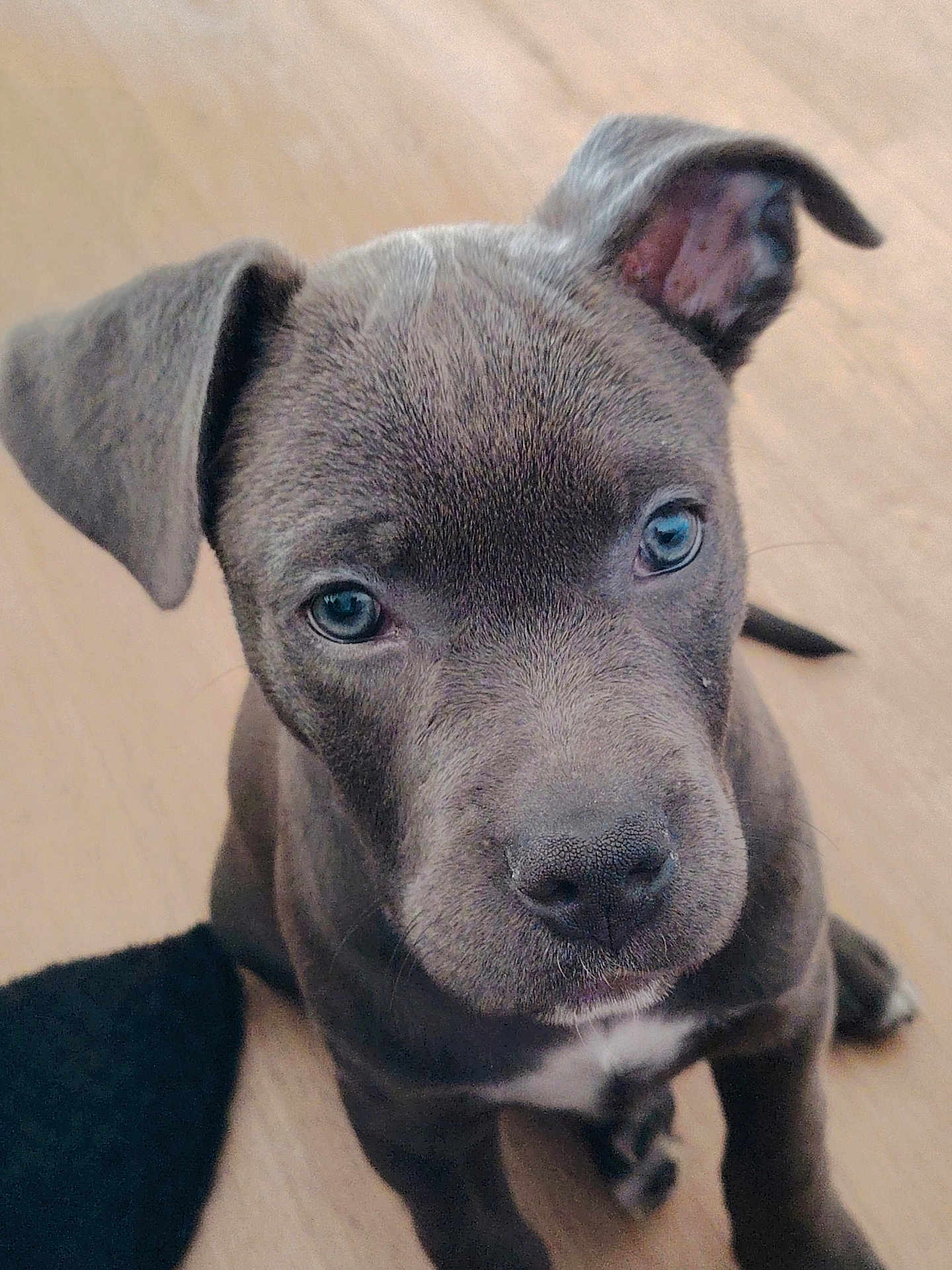 Prynce participe au concours pour gagner de l'argent avec cette photo : puppy, dog, blue_eyes, gray_fur, close_up, pet, animal, cute, looking_up, floor, indoor, one_ear_up, one_ear_down, young, sitting, curious, innocent, whiskers, snout, nose