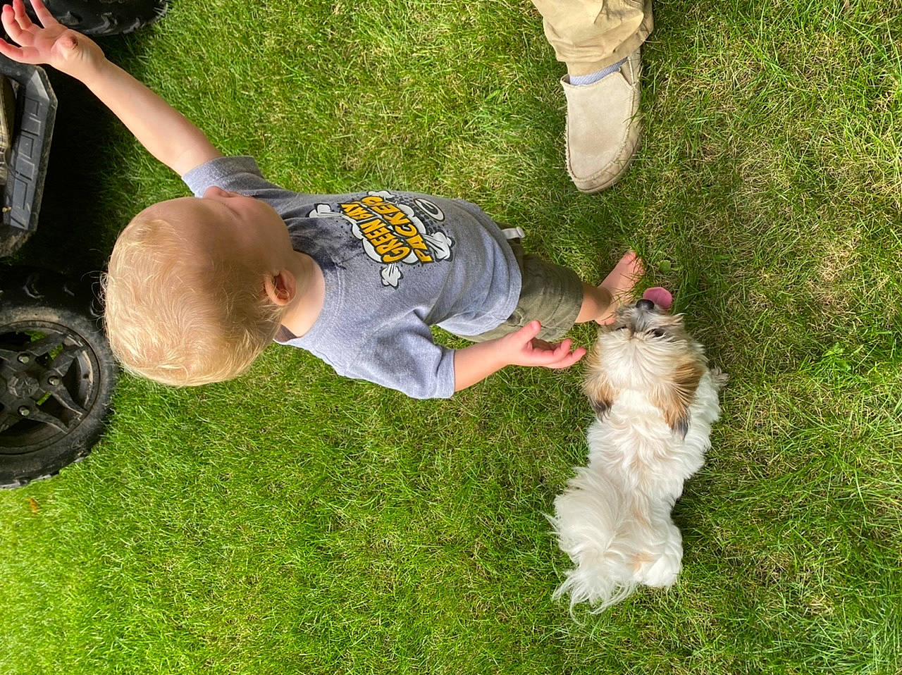 Gidget is registered to the contest to win money with this photo: carnivore, companion_dog, dog, dog_breed, fun, grass, grass_family, hat, human_leg, lawn, people_in_nature, plant, shorts, sneakers, t_shirt, tail, tire, toddler, toy_dog, wheel