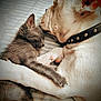 Ghost And Gizmo joined the competition — help win amazing prizes! adorable, animal, bed, bulldog, closeup, collar, companions, cuddle, cute, friendship, fur, gray_cat, indoor, kitten, paw, pet, rest, sleeping, striped_bedspread, white_dog