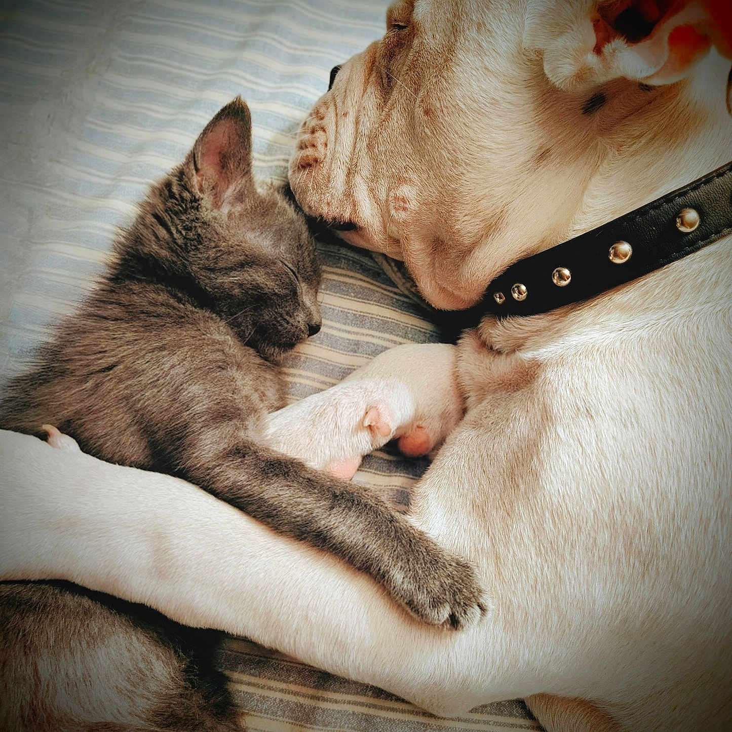 Ghost And Gizmo joined the competition — help win amazing prizes! adorable, animal, bed, bulldog, closeup, collar, companions, cuddle, cute, friendship, fur, gray_cat, indoor, kitten, paw, pet, rest, sleeping, striped_bedspread, white_dog
