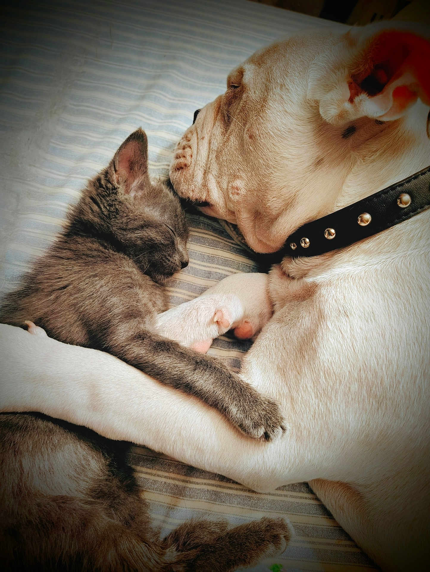 Ghost And Gizmo