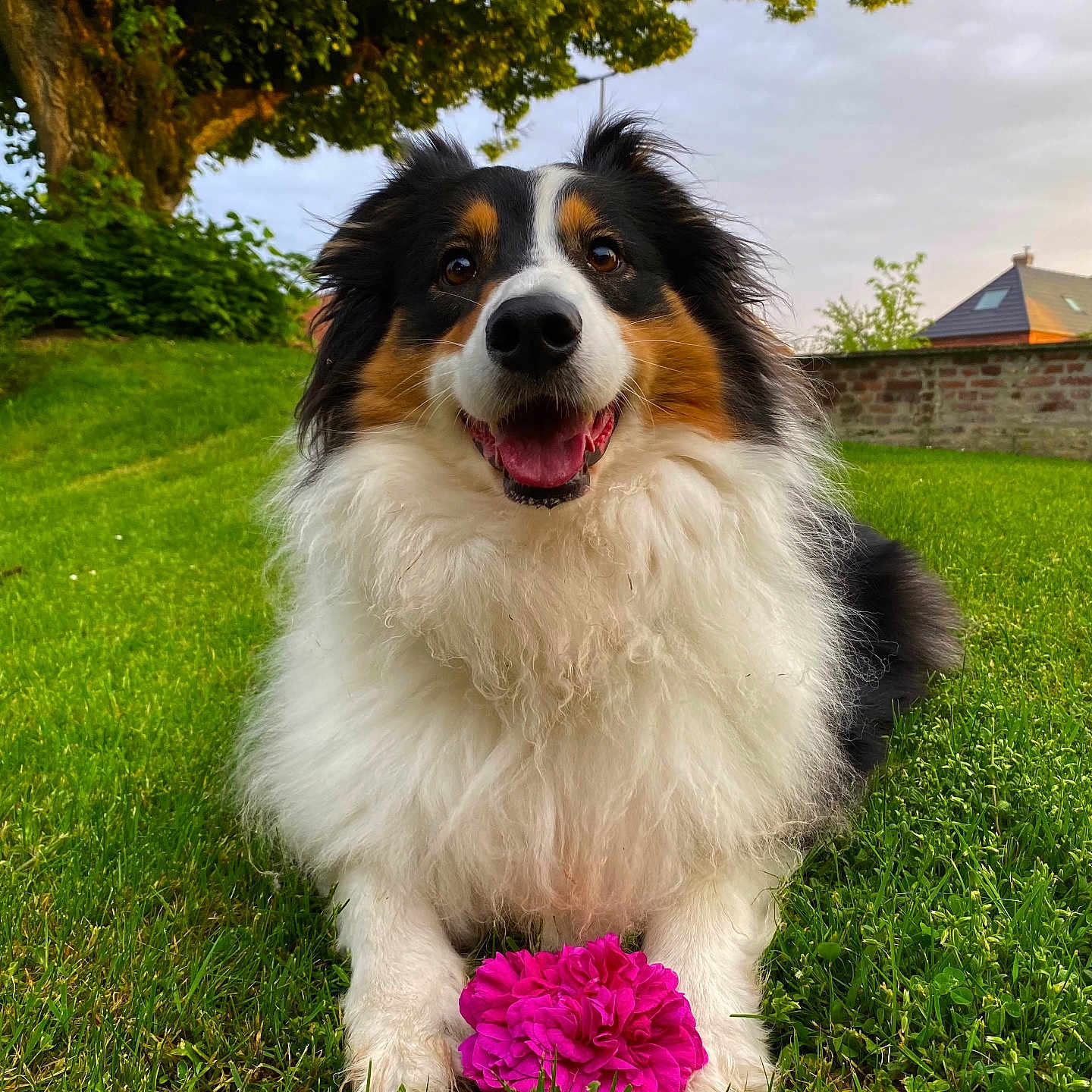 Tina participe au concours pour gagner de l'argent avec cette photo : animal, architecture, building, canine, dog, field, flower, geranium, grass, grassland, lawn, nature, outdoors, park, pet, plant, puppy, shelter, tree, vegetation